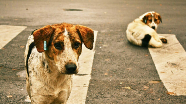 Katliam Yasası ve Sokakta Yaşayan Hayvanların Piyasalaştırılması