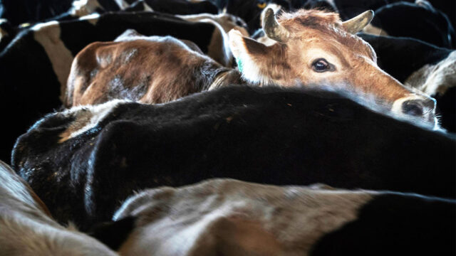 Hayvanlar da İşçi mi?